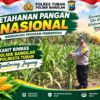 Polsek Bangilan Dukung Ketahanan Pangan Nasional melalui Monitoring Tanaman Jagung