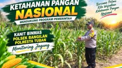 Polsek Bangilan Dukung Ketahanan Pangan Nasional melalui Monitoring Tanaman Jagung