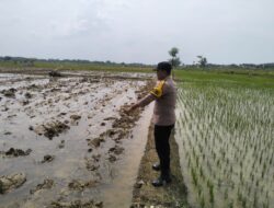 Bhabinkamtibmas Polsek Tambakboyo Monitoring Lahan Pertanian, Dukung Program Ketahanan Pangan