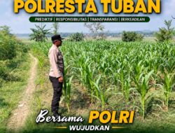 Polsek Bangilan Dukung Ketahanan Pangan, Pantau Perkembangan Tanaman Jagung