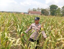 Dukung Program Astacita Presiden, Polisi Polsek Kenduruan Polresta Tuban Cek Perkembangan Tanaman Jagung Warga