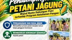 Mendukung Program Ketahanan Pangan, Bhabinkamtibmas Monitoring Pertumbuhan Jagung