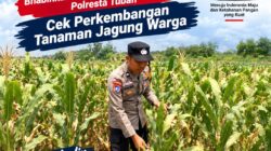 Dukung Program Astacita Presiden, Bhabinkamtibmas Polsek Kenduruan Polresta Tuban Cek Perkembangan Tanaman Jagung Warga .