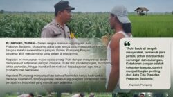 Polsek Plumpang Polresta Tuban Turun Langsung Cek Tanaman Jagung Warga