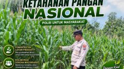 Dukung Ketahanan Pangan Nasional, Polsek Bangilan Bersinergi dengan Petani Jagung