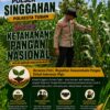 Anggota Polsek Singgahan Polresta Tuban Turun Cek Tanaman jagung Warga di Desa Mulyoagung