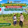 *Polsek Montong Polresta Tuban Turun Cek Tanaman jagung Warga di Desa Bringin*