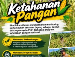 Mendukung Program Ketahanan Pangan, Bhabinkamtibmas Monitoring Pertumbuhan Jagung