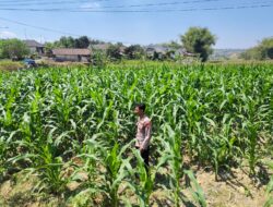 Polri Dukung Astacita, Polsek Grabagan Polresta Tuban Turun Cek Tanaman jagung milik Warga di Desa Grabagan