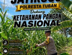 Kawal Swasembada Pangan, Polsek Jatirogo Pantau Langsung Tanaman Jagung di Dingil