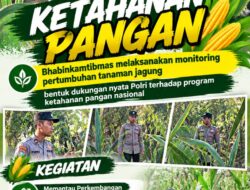 Mendukung Program Ketahanan Pangan, Bhabinkamtibmas Monitoring Pertumbuhan Jagung