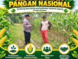 “DUKUNG PROGRAM KETAHANAN PANGAN, BHABINKAMTIBMAS PANTAU PERTUMBUHAN JAGUNG DI DESA BINAAN”