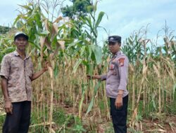 Dukung Swasembada Pangan, Polsek Tambakboyo Cek Panen Jagung Warga di Ladang