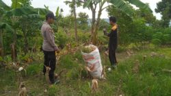 Polsek Grabagan Polresta Tuban Turun Langsung Cek Tanaman Jagung Warga