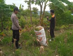 Polsek Grabagan Polresta Tuban Turun Langsung Cek Tanaman Jagung Warga