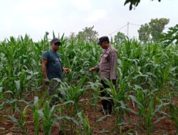 Dukung Asta Cita Presiden, Polsek Tambakboyo Cek Lahan Jagung Warga untuk Ketahanan Pangan