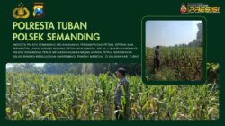 Polri Dukung Astacita, Polsek Semanding Polresta Tuban Turun Cek Tanaman jagung milik Warga di Desa Ngino