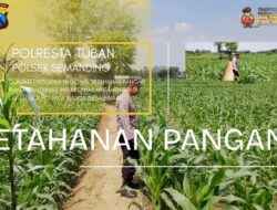 Polri Dukung Astacita, Polsek Semanding Polresta Tuban Turun Cek Tanaman jagung milik Warga di Desa Ngino