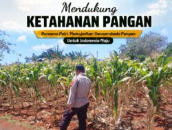 Polsek Tuban Pantau Perkembangan Lahan Jagung, Dukung Ketahanan Pangan Nasional
