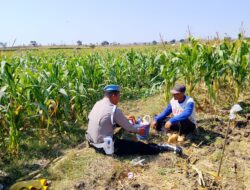 AIPDA Sumindar Cek Perkembangan Tanaman Jagung Warga, Dukung Ketahanan Pangan di Wilayah Kenduruan