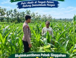 Anggota Polsek Singgahan Polresta Tuban Turun Cek Tanaman jagung Warga di Desa Tingkis