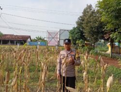Dukung Ketahanan Pangan Nasional, Bhabinkamtibmas Polsek Kenduruan Polresta Tuban Cek Perkembangan Tanaman Jagung Warga