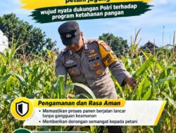 Mendukung Program Ketahanan Pangan, Bhabinkamtibmas Monitoring Pertumbuhan Jagung