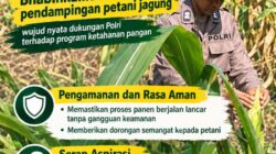 Dukung Ketahanan Pangan Nasional, Polsek Bangilan Aktif Dampingi Petani Jagung