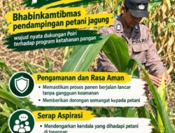 Dukung Ketahanan Pangan Nasional, Polsek Bangilan Aktif Dampingi Petani Jagung