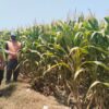 Polisi Polsek jenu Polres Tuban Turun ke Ladang, Dampingi Petani Jagung Dukung Ketahanan Pangan .