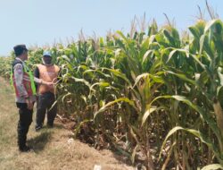 Polisi Polsek jenu Polres Tuban Turun ke Ladang, Dampingi Petani Jagung Dukung Ketahanan Pangan .