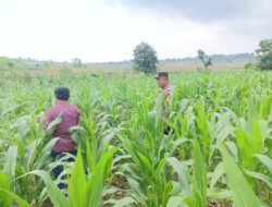 ANGGOTA POLSEK GRABAGAN SAMBANG DESA BINAAN, PANTAU LAHAN JAGUNG DAN MEMASTIKAN SISTEM IRIGASI MASIH LANCAR