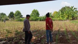 Dukung Swasembada Pangan, Bhabinkamtibmas Polsek Tambakboyo Monitoring Lahan Jagung Warga