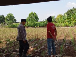 Dukung Swasembada Pangan, Bhabinkamtibmas Polsek Tambakboyo Monitoring Lahan Jagung Warga