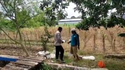 Polri Dukung Astacita, Polsek Merakurak Polres Tuban Turun Cek Tanaman Jagung Warga di Desa Tuwiri Wetan
