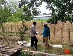 Polri Dukung Astacita, Polsek Merakurak Polres Tuban Turun Cek Tanaman Jagung Warga di Desa Tuwiri Wetan