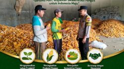 POLSEK KEREK POLRESTA TUBAN MONITORING HASIL PANEN JAGUNG, WUJUDKAN DUKUNGAN KETAHANAN PANGAN NASIONAL
