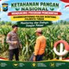 Polsek Montong Polresta Tuban Turun Cek Tanaman jagung Warga di Desa Ngulahan