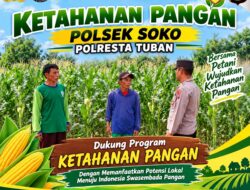 Polsek Soko Polresta Tuban Turun Langsung Cek Tanaman Jagung Warga