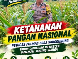 Dukung Ketahanan Pangan Nasional, Petugas Polmas Polsek Kenduruan Polresta Tuban Cek Perkembangan Tanaman Jagung Warga