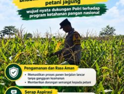 Mendukung Program Ketahanan Pangan, Bhabinkamtibmas Monitoring Pertumbuhan Jagung