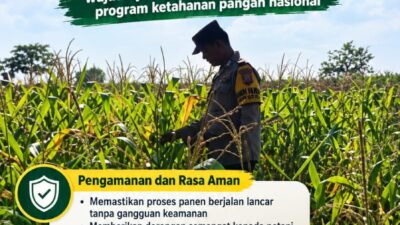 Mendukung Program Ketahanan Pangan, Bhabinkamtibmas Monitoring Pertumbuhan Jagung