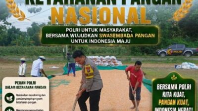 Bripda Dodi Eko Anggota Polsek Bancar Turun ke Ladang, Bantu Warga Jemur Hasil Panen Jagung