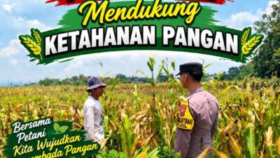 Bhabinkamtibmas Polsek Senori Polresta Tuban Pantau Tanaman Jagung Warga Desa Leran Guna Dukung Ketahanan Pangan Nasional