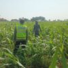 Polisi Polsek jenu Polres Tuban Turun ke Ladang, Dampingi Petani Jagung Dukung Ketahanan Pangan