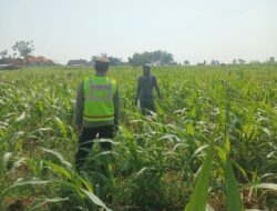 Polisi Polsek jenu Polres Tuban Turun ke Ladang, Dampingi Petani Jagung Dukung Ketahanan Pangan