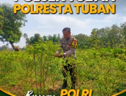 Polsek Tuban Pantau Lahan Pertanian, Dukung Ketahanan dan Swasembada Pangan Nasional
