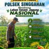 Anggota Polsek Singgahan Polresta Tuban Turun Cek Tanaman jagung Warga di Desa Mulyorejo