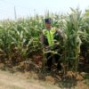 Polisi Polsek jenu Polres Tuban Turun ke Ladang, Dampingi Petani Jagung Dukung Ketahanan Pangan