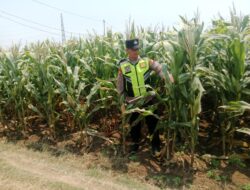 Polisi Polsek jenu Polres Tuban Turun ke Ladang, Dampingi Petani Jagung Dukung Ketahanan Pangan